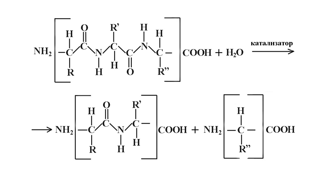 Гидролизат белка на примере трипептида