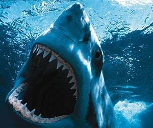 сколько зубов у акулы