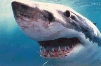 сколько у акулы зубов