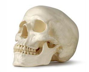 строение черепа человека