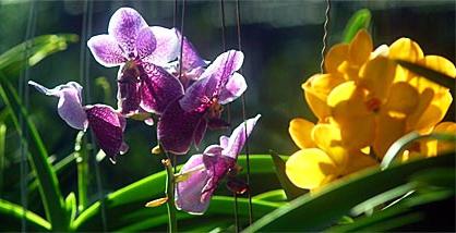 орхидея полив