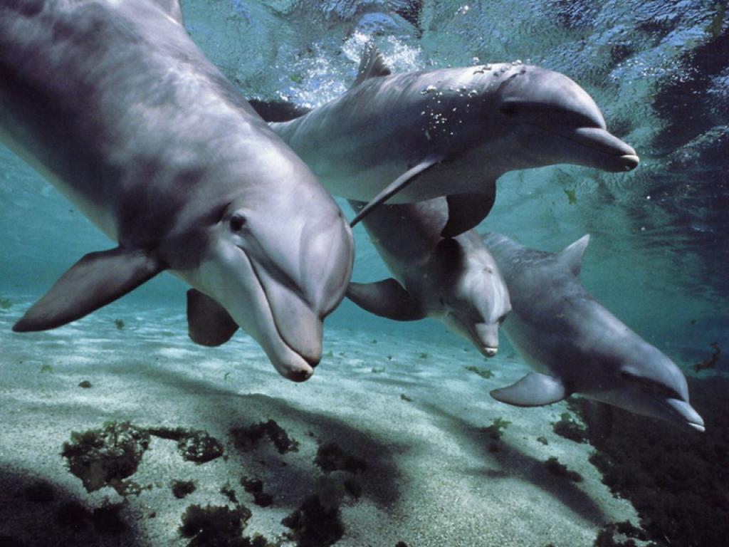 Морские животные - дельфины