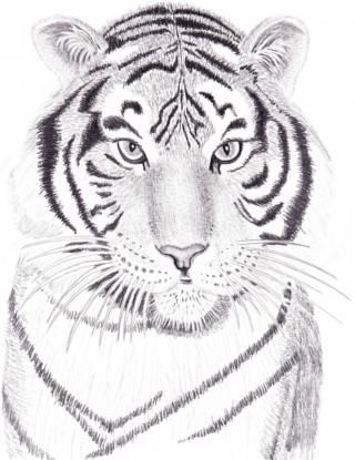 как рисовать тигра поэтапно