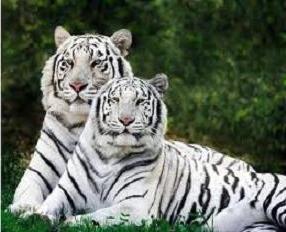 Саблезубые тигры