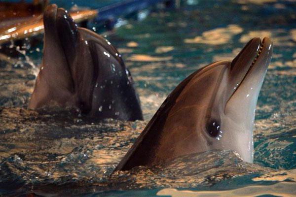 плавание с дельфинами в москве москвариум
