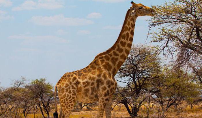 интересные факты о жирафах для детей