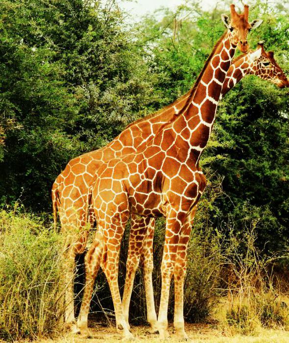 интересные факты про жирафа
