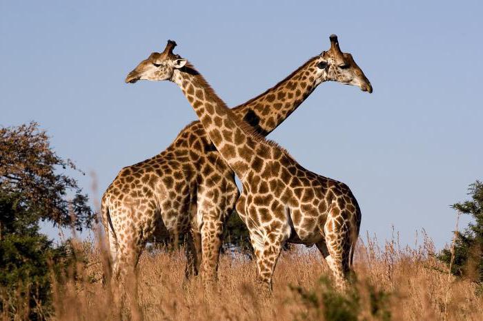 почему у жирафа длинная шея 