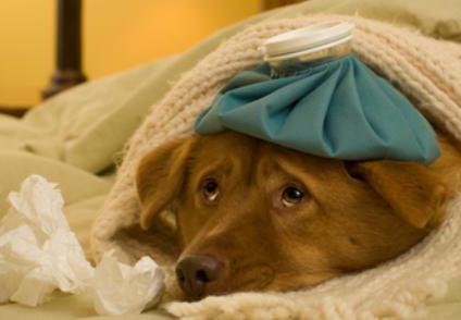 простуда у собак симптомы