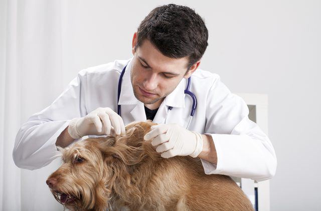 простуда у собак лечение