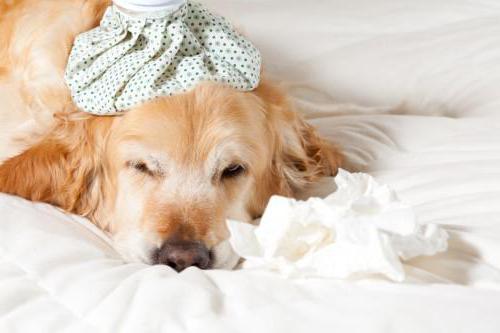 простуда у собак симптомы и лечение в домашних условиях
