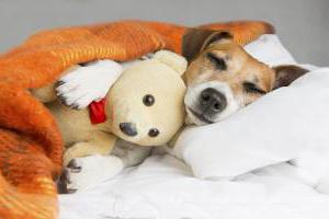 простуда у собак лечение в домашних условиях
