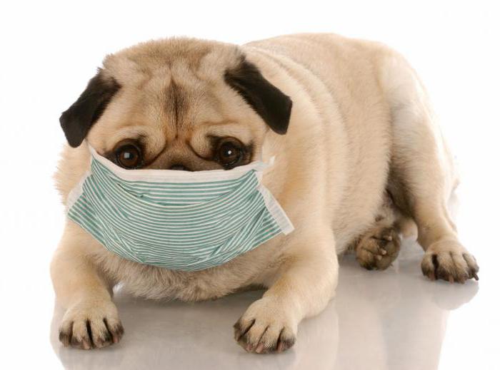 простуда у собак симптомы как лечить