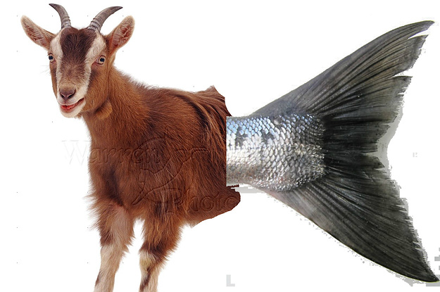 Рыба коза фото