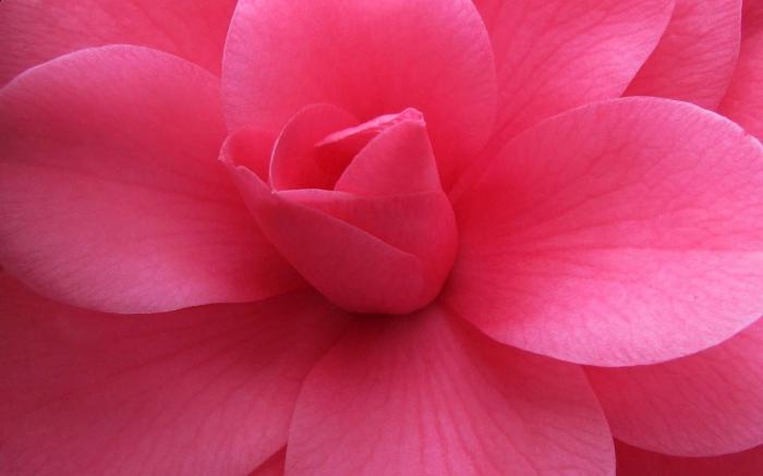 Цветок розового цвета 