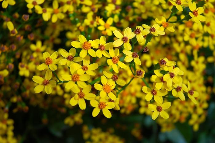 цветы с желтыми цветками