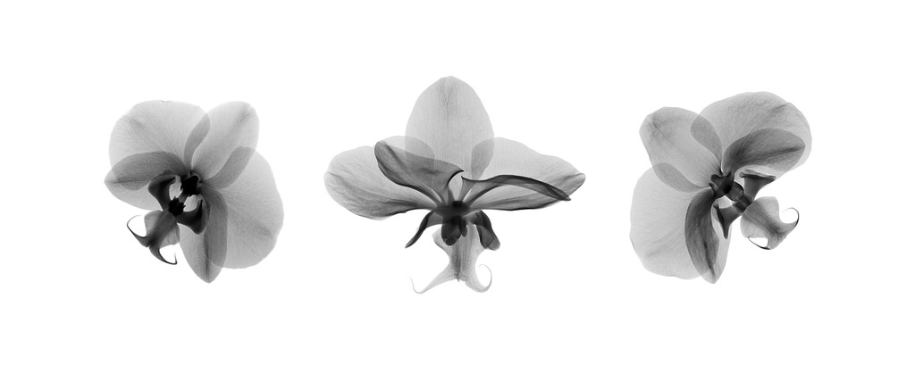 Аромат Velvet Orchid Tom Ford: отзывы
