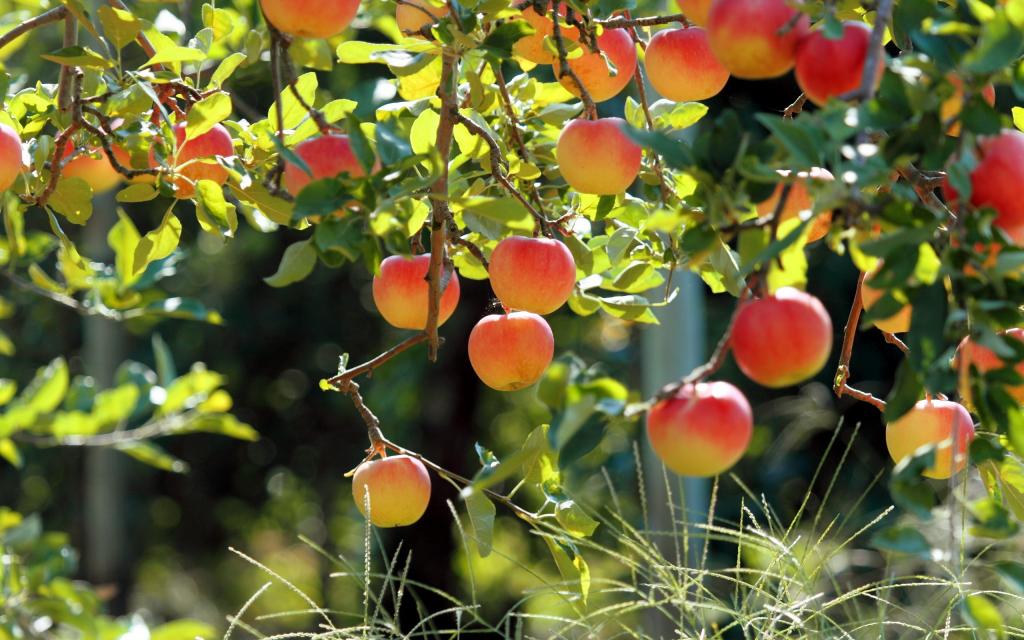 Аромат Mancera Wild Fruits