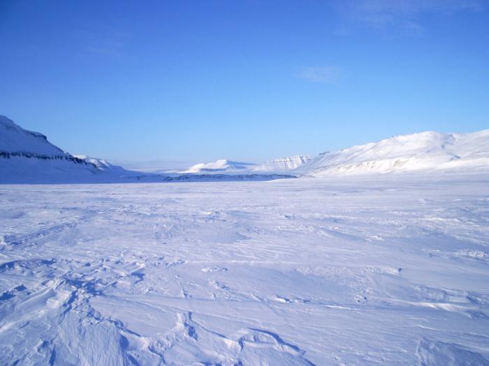 арктическая пустыня природная зона