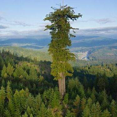 самое высокое дерево в мире