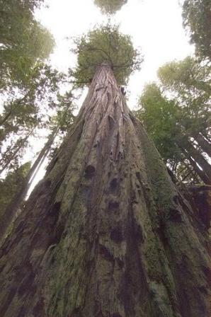 самые высокие деревья в мире