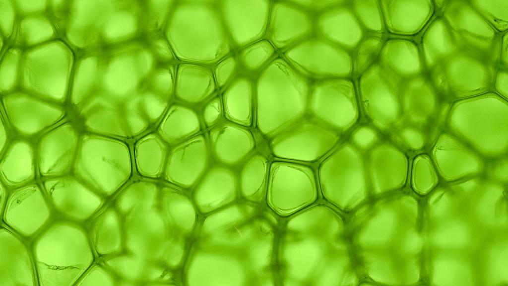 Хлорофилл в зеленых листьях растений