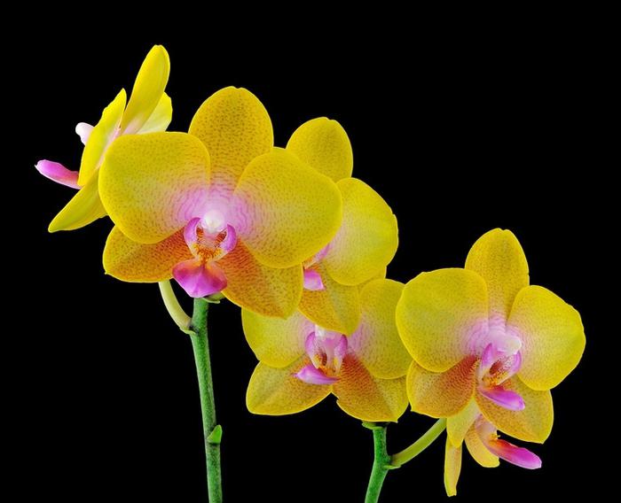 можно ли пересаживать цветущую орхидею