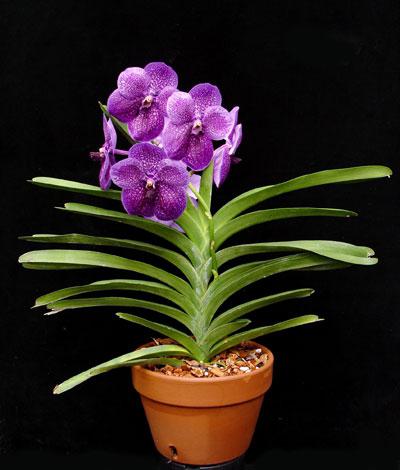 орхидея ванда цена