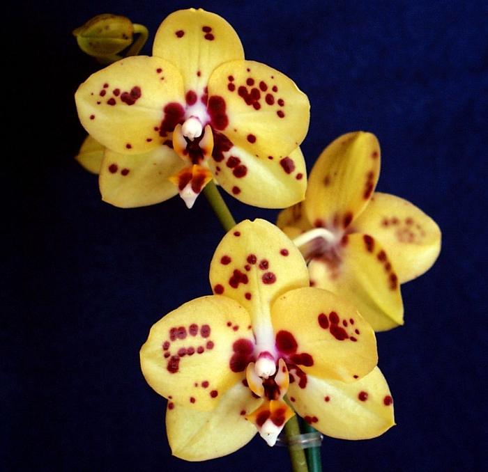домашняя орхидея размножение
