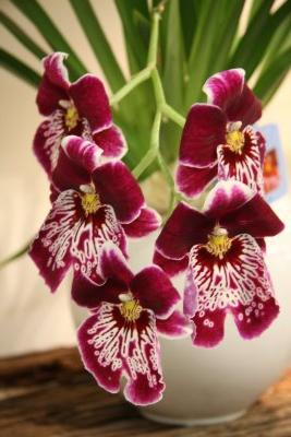 камбрия орхидея