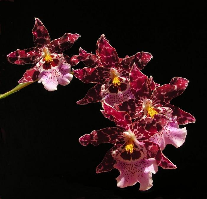 орхидея камбрия уход