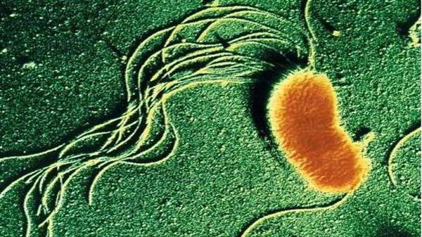 значение бактерий в жизни природы