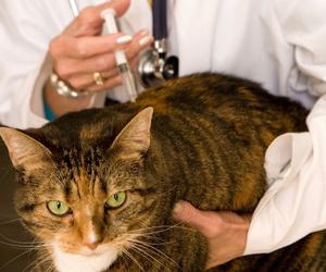болезни кошек симптомы и лечение