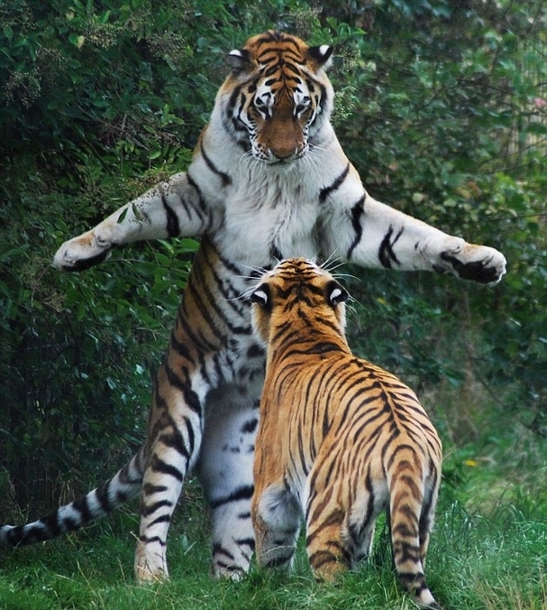 Два бенгальских тигра