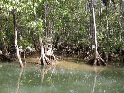 мангровое дерево