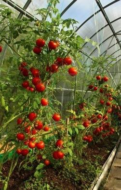 как поливать помидоры в теплице