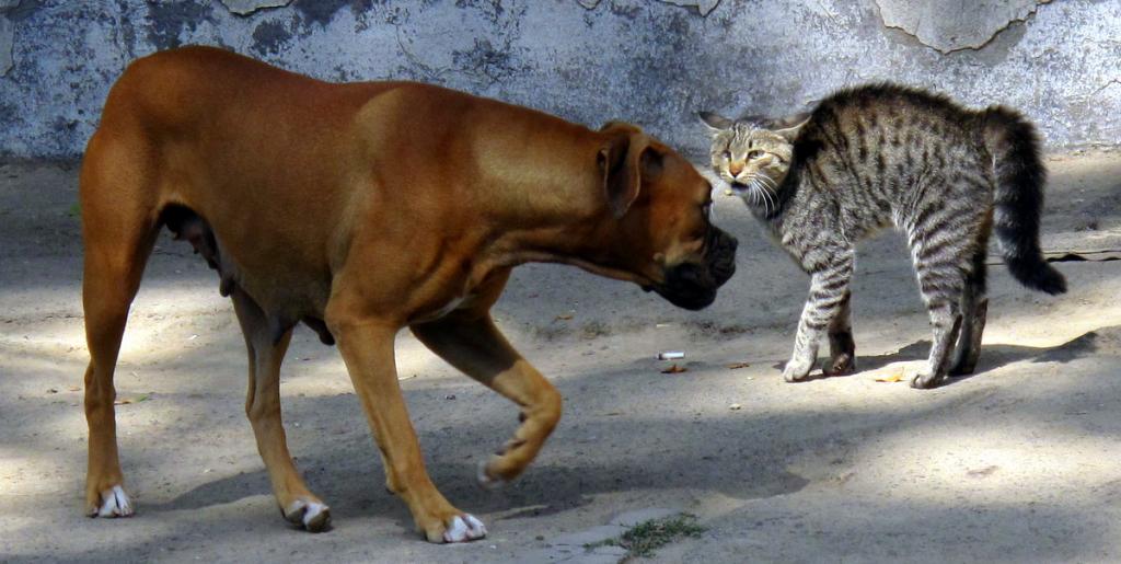 кошка и собака дерутся