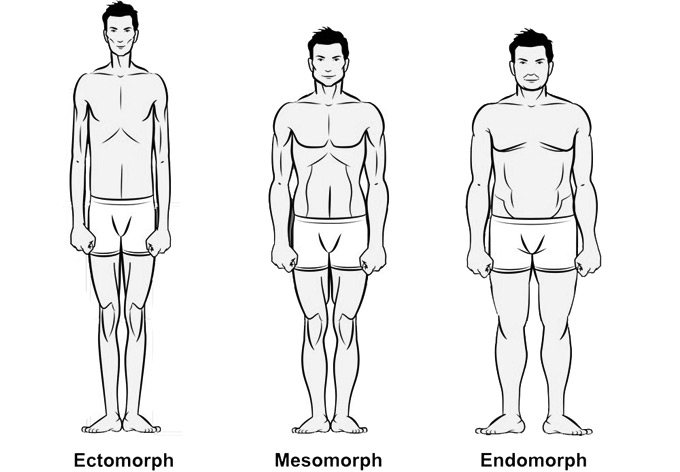 эндоморфный мезоморфный эктоморфный