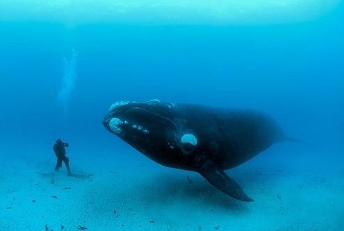 Самый большой кит в мире фото