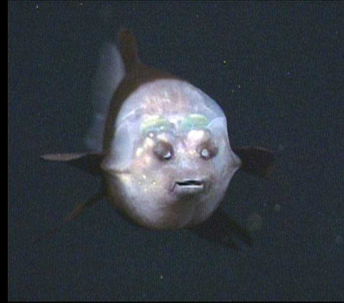 Глубоководная рыба с прозрачной головой