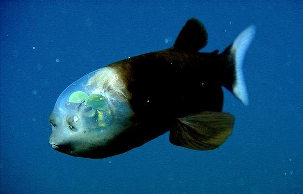  Рыба с прозрачной головой фото 