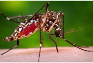  Тропический комар