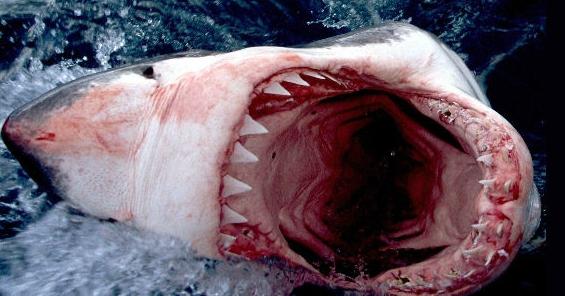 Самая большая белая акула в мире