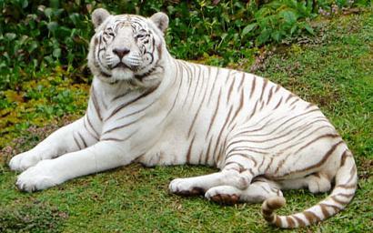 тигр в тропиках