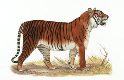 вымерший подвид тигров