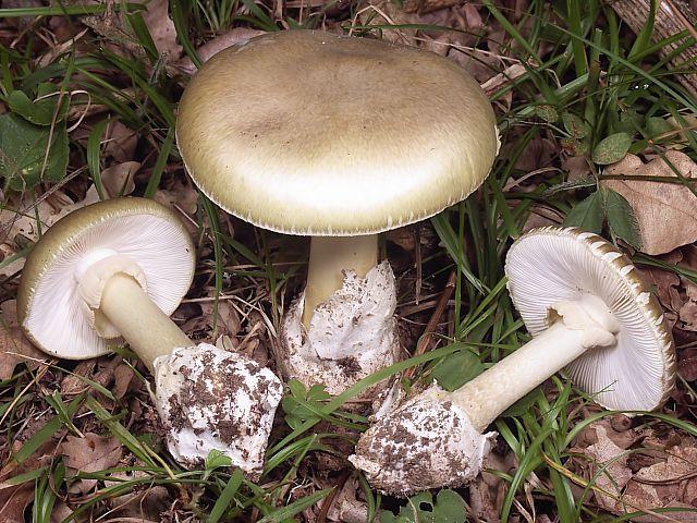 Токсичных, чем бледные поганки - коварные двойники грибов сыроежек и