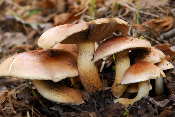 Двойники грибов - опасные дары леса.