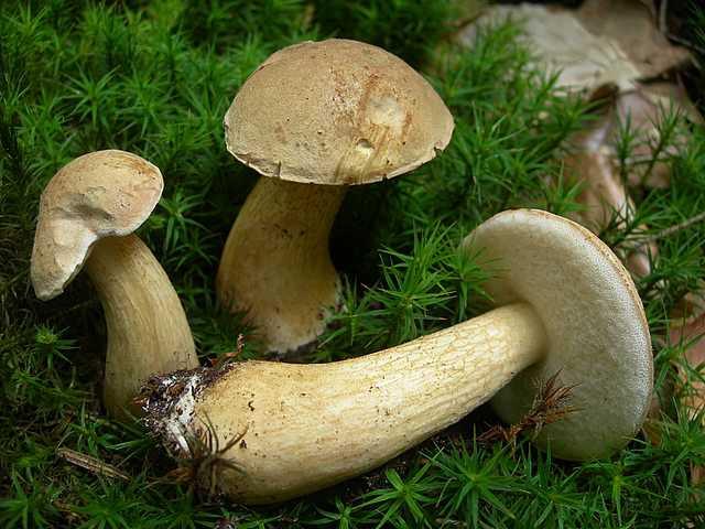 Часто опасные двойники грибов имеют невероятное сходство со своими