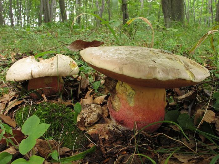 Двойники грибов - опасные дары леса.