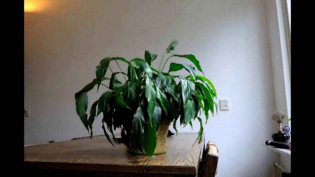 Растение со сниженным тургором